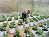 Anh Thân đang chăm sóc khu vườn ớt chuông Đà Lạt