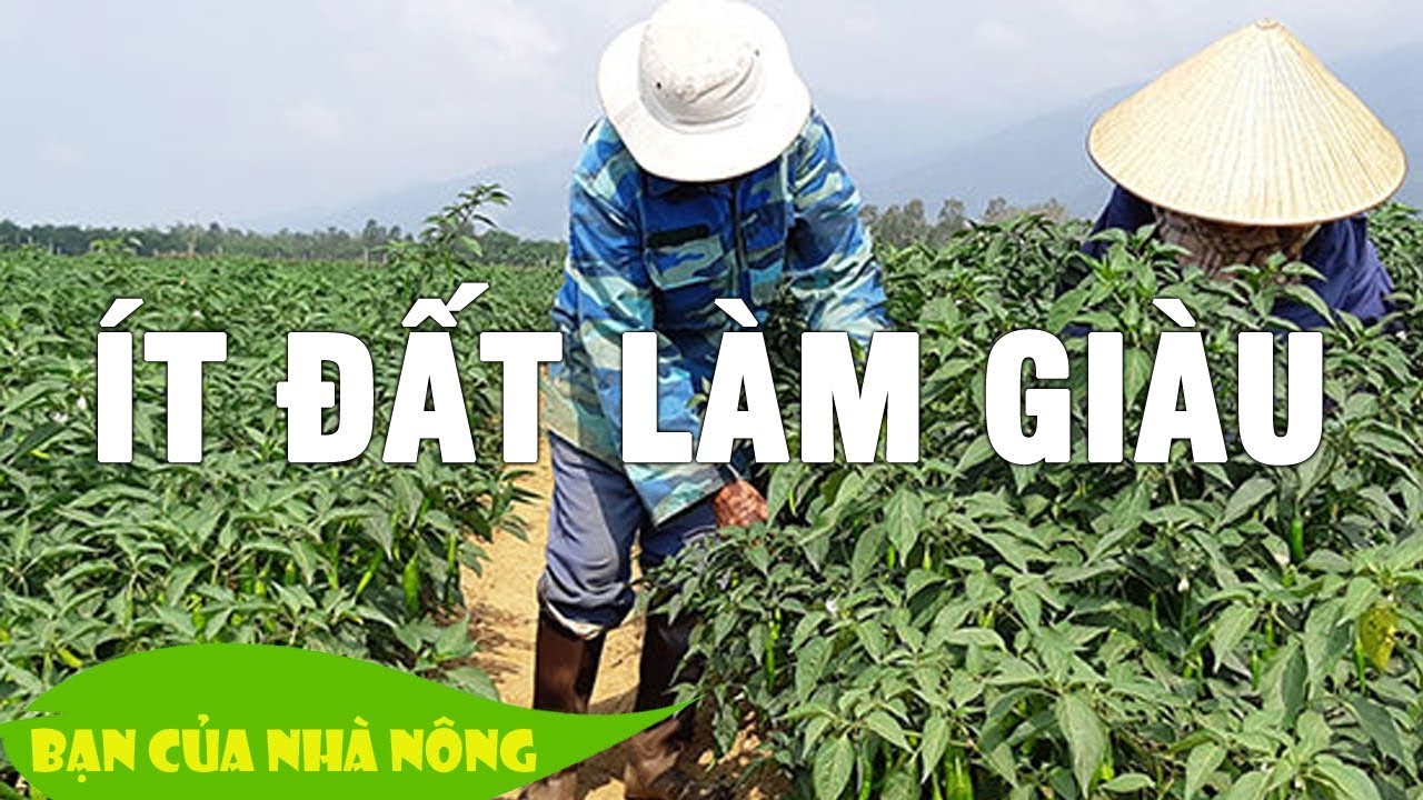 Lan tỏa mô hình nông dân làm giàu có tiền tỷ giúp hộ nghèo